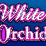 logo White Orchid