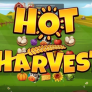 logo Hot Harvest